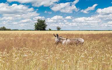 Eselwanderung Eselnomaden