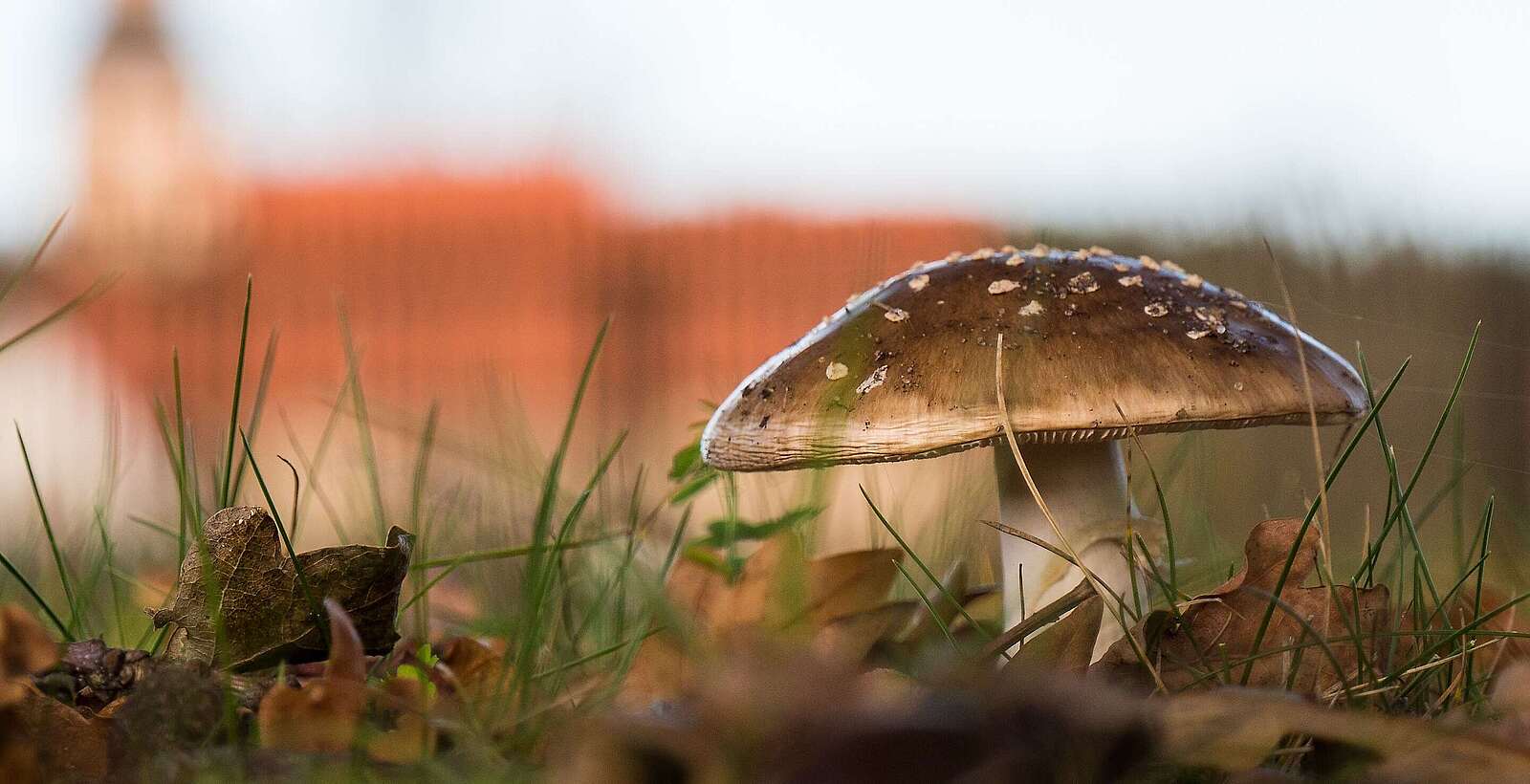 Pilz vor Feldsteinkirche Raben