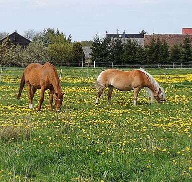 Pferde auf dem Bauernhof Storchennest - Mobile Header