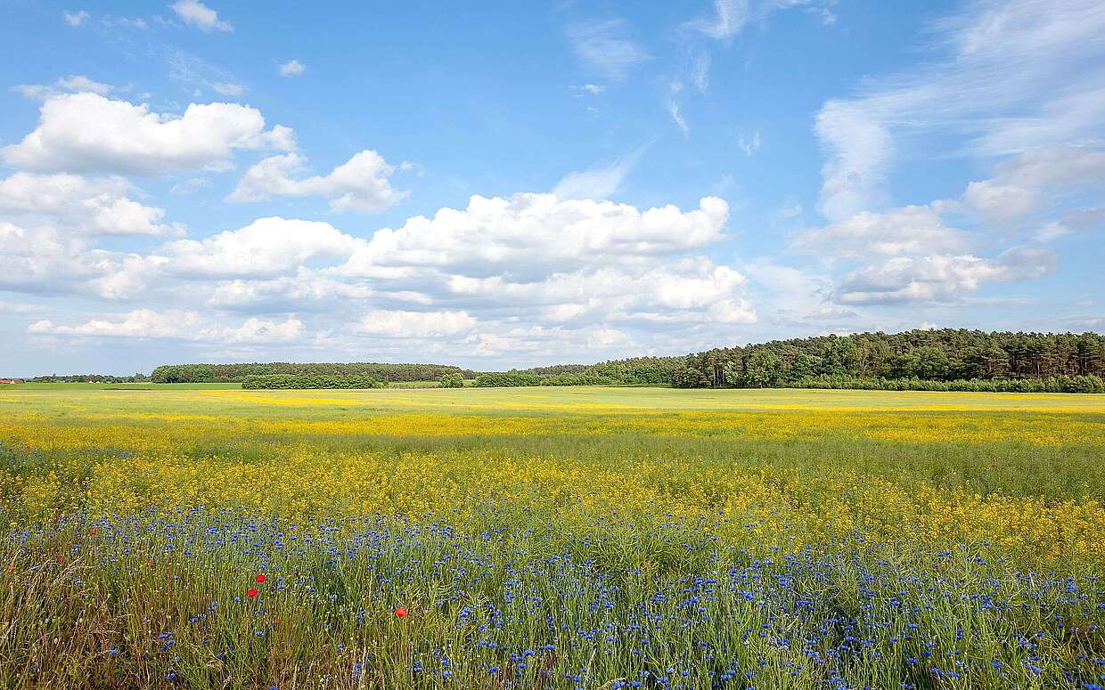 Sommerliches Feld im Fläming