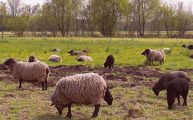 Schafe bei den Offenen Höfen