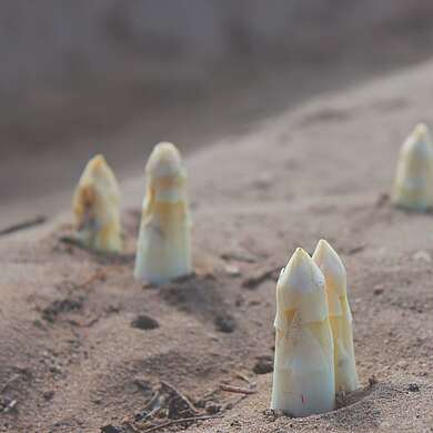 Spargelköpfe auf Beelitzer Feld