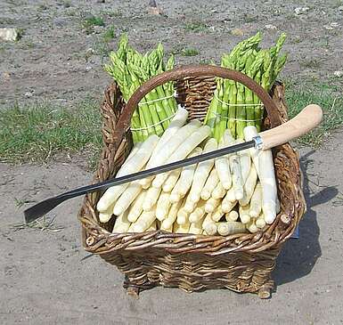 Spargel