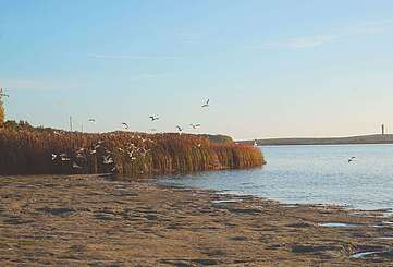 Vögel am Rangsdorfer See